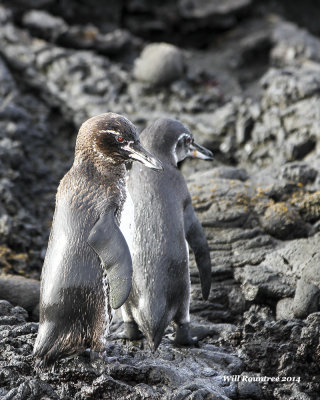 IMG_7082_Penquin.jpg