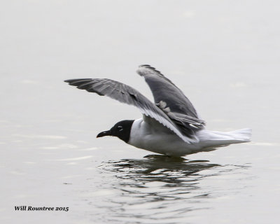 5F1A0573_LaughingGull.jpg