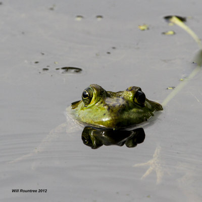 _MG_3424_Bullfrog.jpg