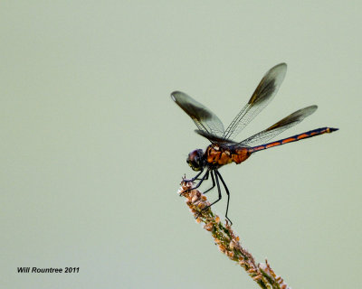_MG_2065_Dragonfly.jpg