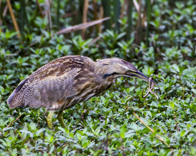 5F1A4722_Bittern.jpg