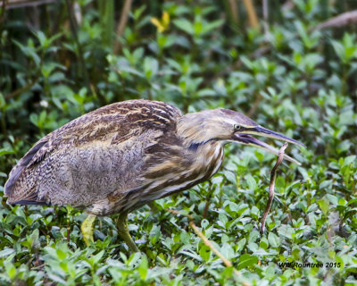 5F1A4790_Bittern.jpg