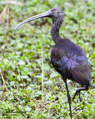 5F1A4865_WhitefaceIbis.jpg