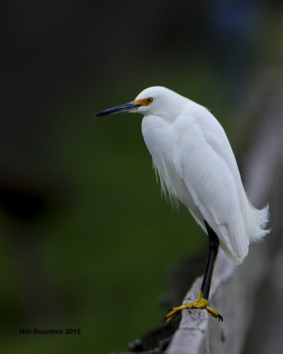5F1A4923_SnowyEgret.jpg