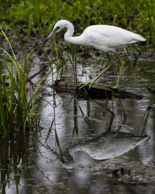 5F1A4985_LittleBlueHeron.jpg