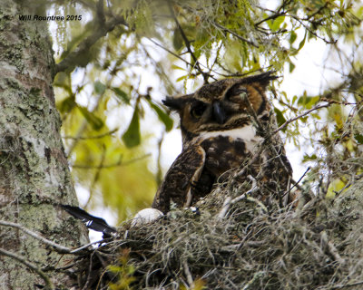 5F1A5104_GrtHornedOwl.jpg