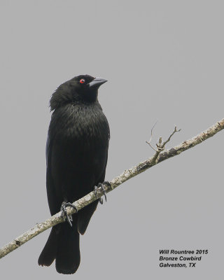 5F1A7715_BronzeCowbird.jpg