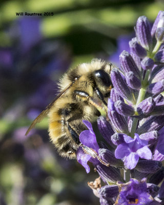 5F1A9256_Bumblebee.jpg
