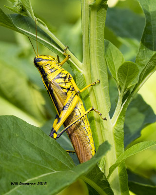 5F1A2648_Grasshopper.jpg