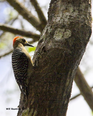 IMG_0130_RedcrownedWoodpecker.jpg