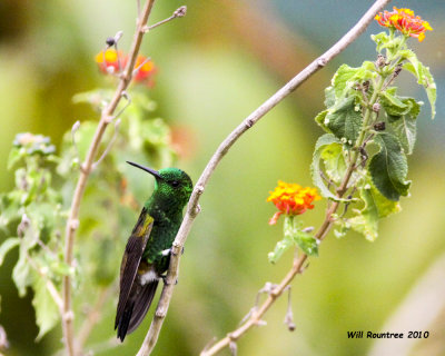 IMG_6863_CopperrumpedHummingbird.jpg