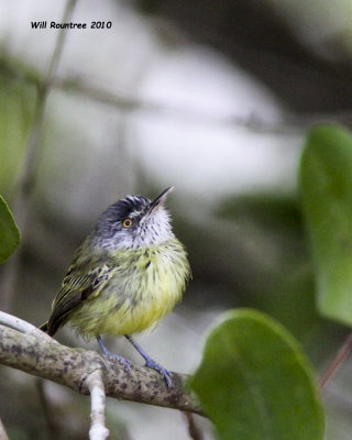 IMG_7175_SpottedTodyFlycatcher.jpg