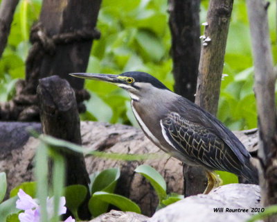 IMG_7294_Striated Heron.jpg