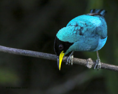 IMG_7507_GreenHoneycreeper.jpg