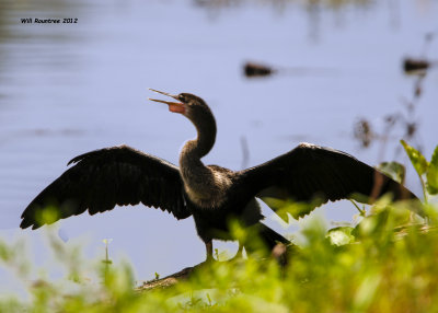 _MG_2619_Anhinga.jpg