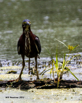 _MG_2798_GreenHeron.jpg