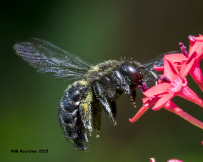 5F1A4979_SouthernCarpenterBee.jpg