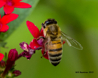 5F1A6240_Honey Bee.jpg