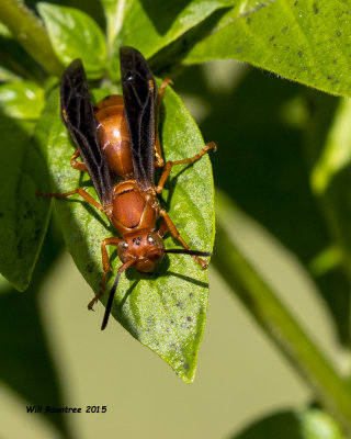 5F1A6552_Red Wasp.jpg