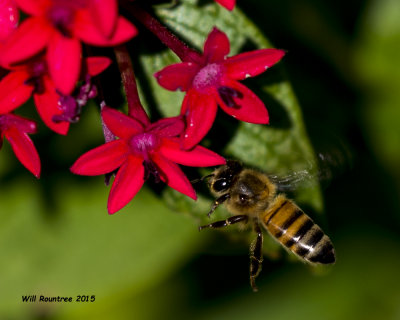 5F1A6742_Honey Bee.jpg