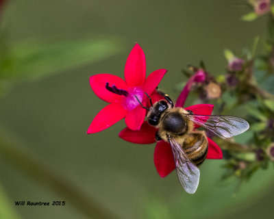 5F1A6770_Honey Bee.jpg
