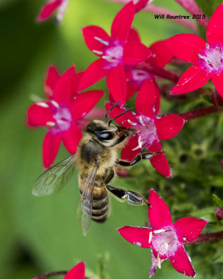 5F1A6778_Honey Bee.jpg