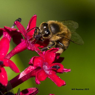 5F1A6904_Honey Bee.jpg