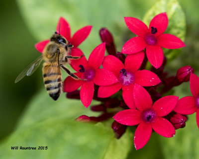 5F1A7471_Honey Bee.jpg