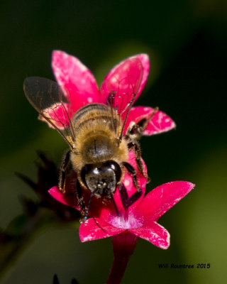 5F1A7675_Honey Bee.jpg