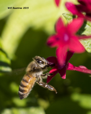 5F1A7693_Honey Bee.jpg