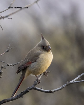 5F1A7948_Pyrrhuloxia.jpg