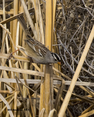 5F1A8175_White-crowned Sparrow.jpg