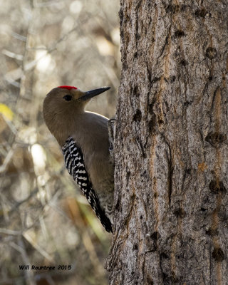 5F1A8363_Gila Woodpecker.jpg