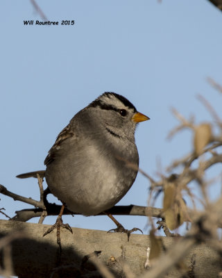 5F1A8444_White-crowned Sparrow.jpg