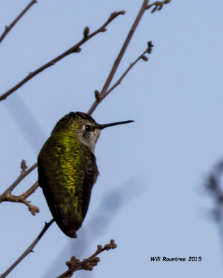 5F1A8548_Annas Hummingbird.jpg