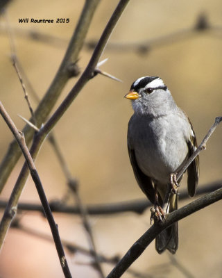 5F1A8600_White-crowned Sparrow.jpg