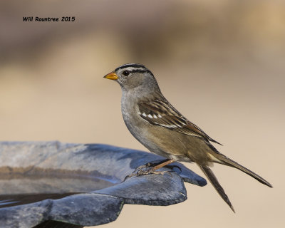 5F1A8713_White-crowned Sparrow.jpg