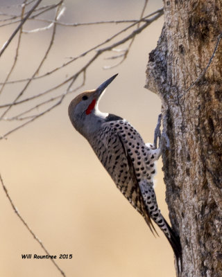 5F1A8715_Red-shafted Flicker.jpg