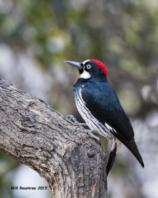 5F1A9072_Acorn Woodpecker.jpg