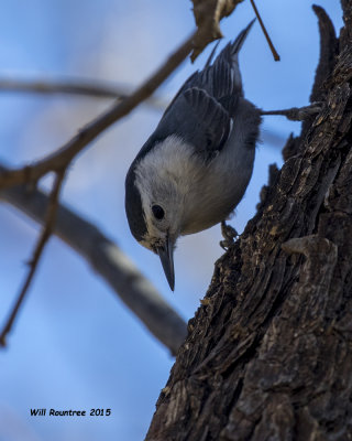 5F1A9459_White-breasted Nuthatch.jpg