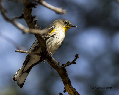 5F1A9528_Yellow-rump Warbler.jpg