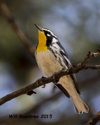 5F1A9530_Yellow-throated Warbler.jpg