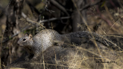 5F1A9567_Arizona Gray Squirrel.jpg