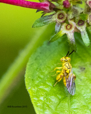 5F1A0087_Tiny Wasp.jpg