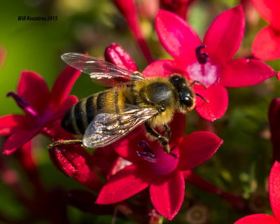 5F1A0139_Honey Bee.jpg