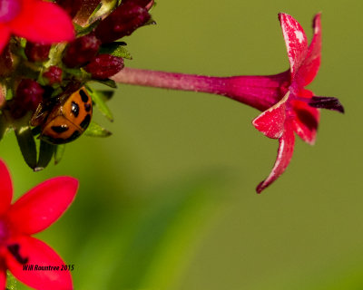 5F1A0143_Ladybug.jpg