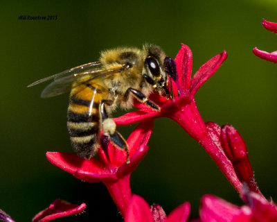 5F1A0174_Honey Bee.jpg