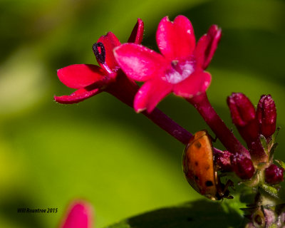 5F1A0193_Ladybug.jpg