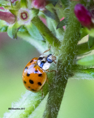 5F1A0223_Ladybug.jpg