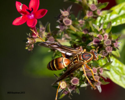 5F1A0305_Paper Wasp.jpg